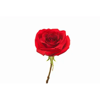 Natural Red Rose 